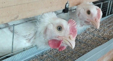 Vše o krmných směsích pro kuřata: kterou si vybrat a jak ji vařit sami